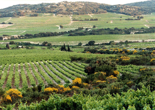 Cave des Vignerons de Tavel