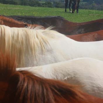 Les Kat Balous Centre Equestre