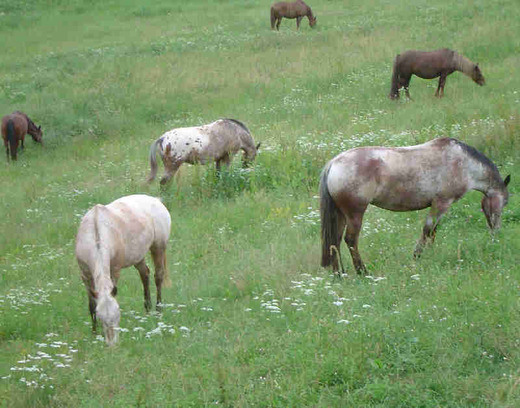 Centre de Loisirs Equestres d'Irina