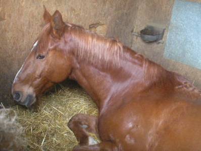 Centre Equestre d'Isore