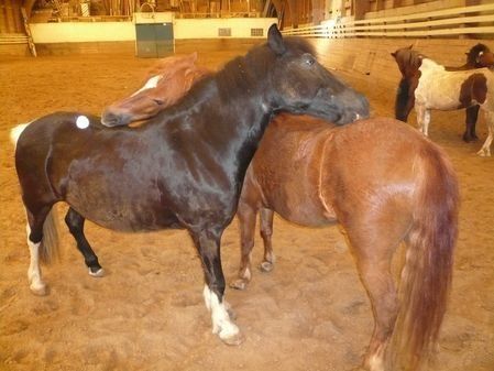 Centre Equestre de Châtenay-Malabry