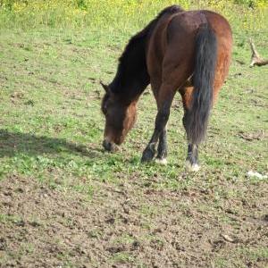 Centre Equestre de la Réole