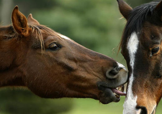 Centre Equestre de Labenne