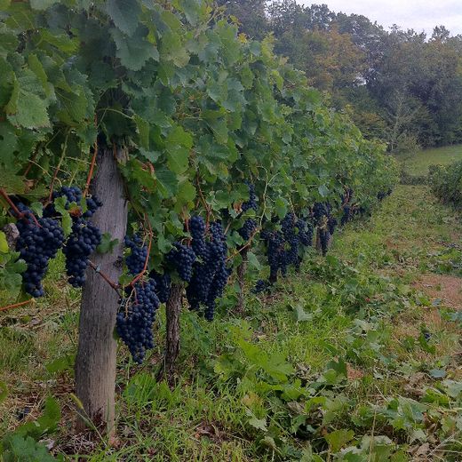 Château Haut Cruzeau