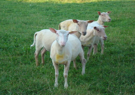 Chévrerie Ferme Auberge du Motier