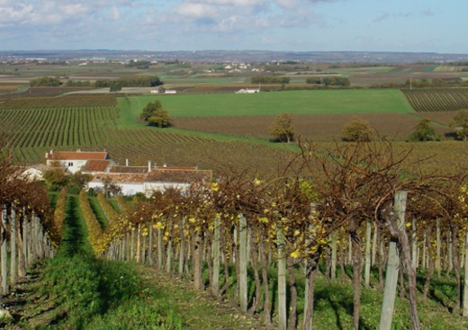 Cognac Tasting Tour