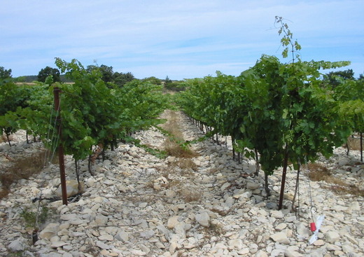 Domaine des Sauvaire