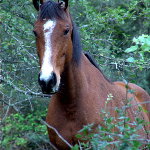 Ecurie a Pignata