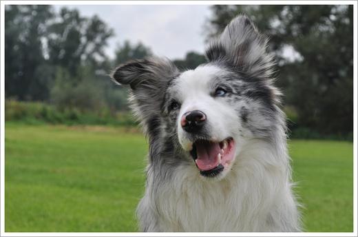 Elevage Canin de Border Collie