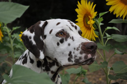 Dalmatien des Perles d'Écume