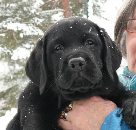 Elevage Familial des Labradors du Chaudron des Fées