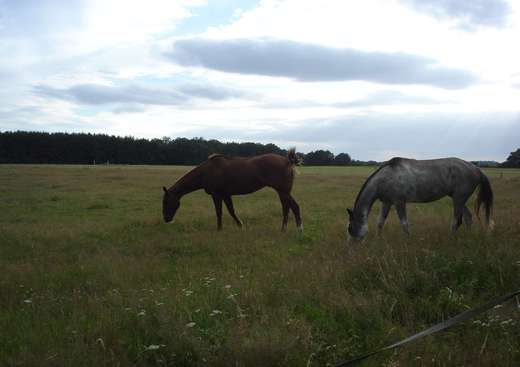 Equitation Plaisance