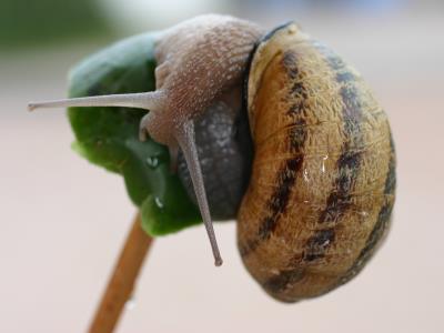 Escargot comtois