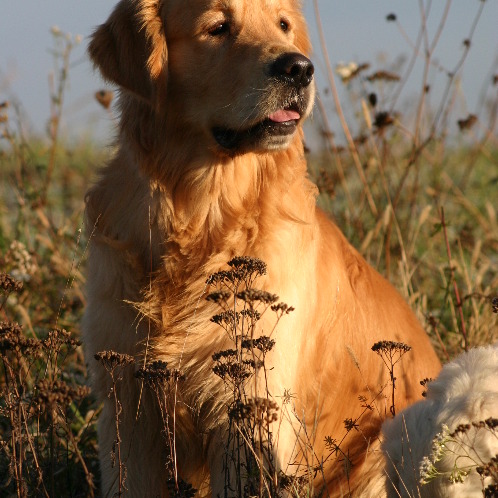 Les Golden Retrievers d'Escolore