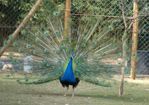 Ferme Animalière