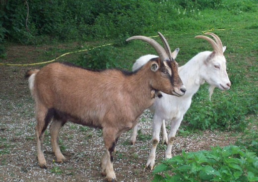 Ferme de Boucagny