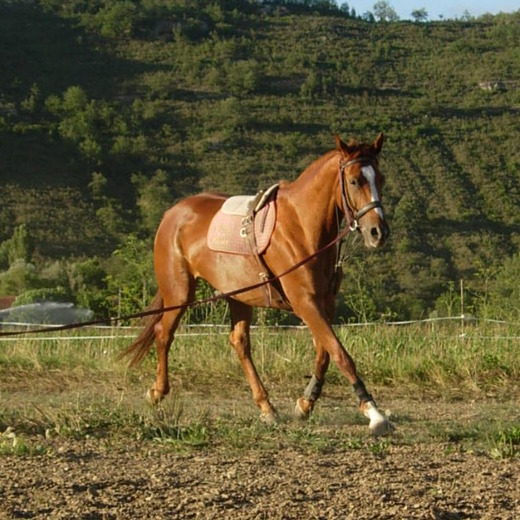 Ferme Équestre de la Barre