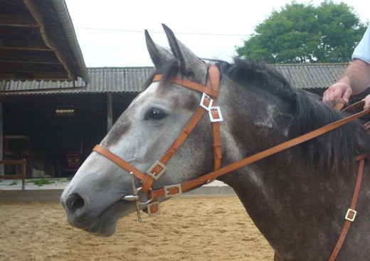 Ferme Equestre de Muchedent