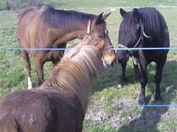 Ferme Equestre La Ballarade