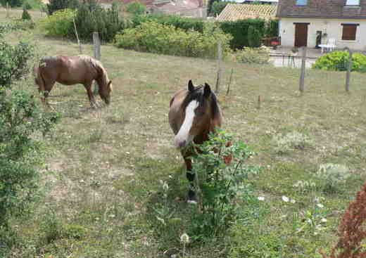 Ferme Equestre La Grilletière