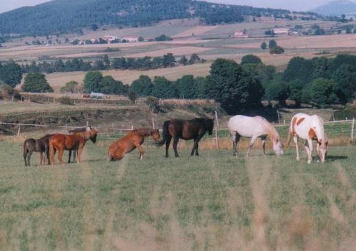 Ferme équestre "Tashunka"