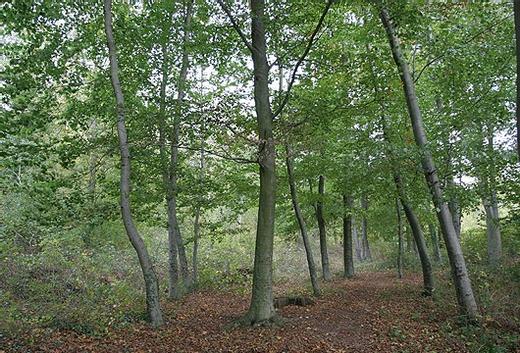 Forêt de Saint-Germain-en-Laye