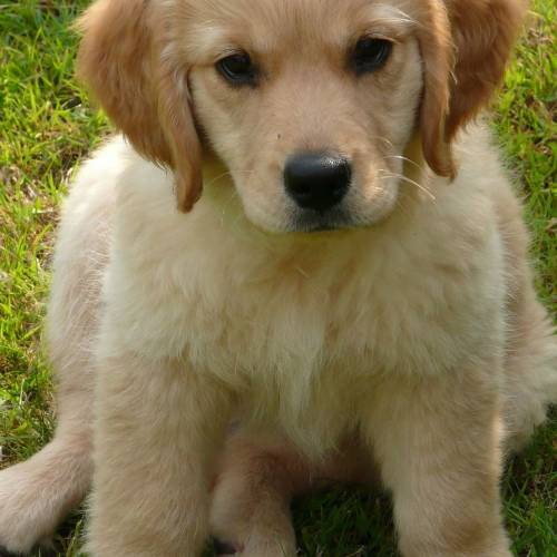 Golden Retrievers du Bosquet de Vallière