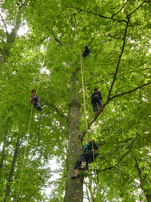 Grimpe d'Arbre en Morvan