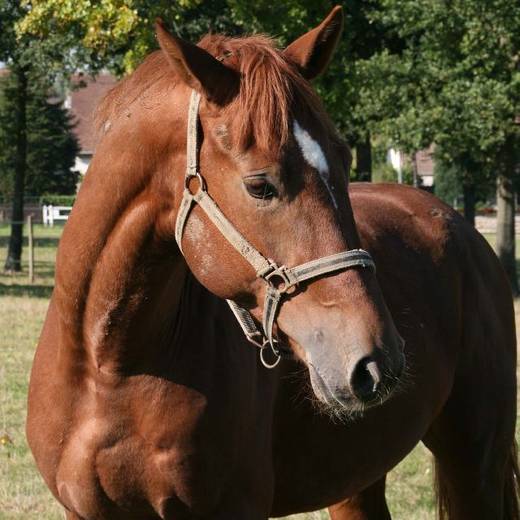 Haras de Bazemont