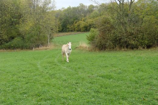 Haras de la Colline