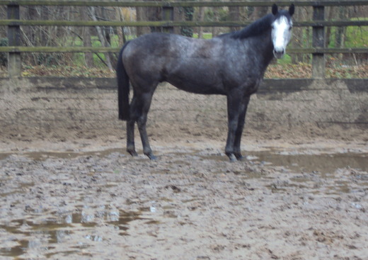 Haras du Corail