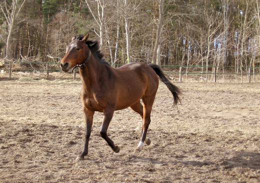 Haras National de Pau-Gelos