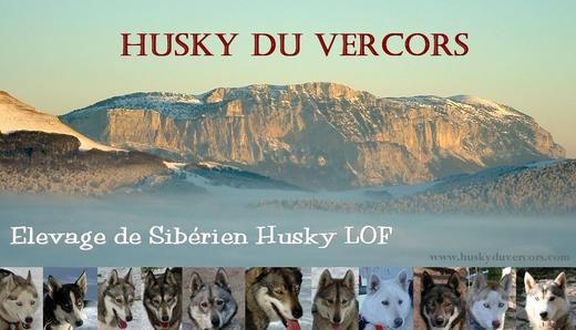 Husky du Vercors