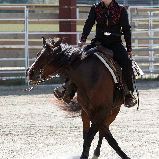 L'Accalmie Quarter Horses