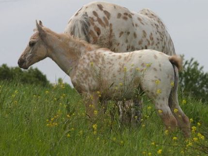 La Chevauchée des Vigneaux