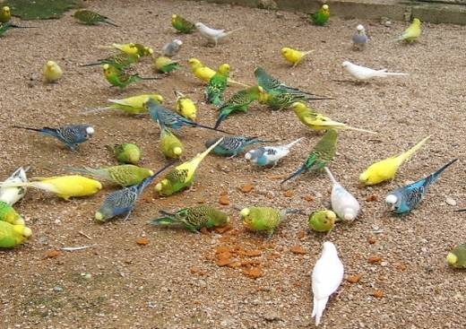 La Ferme aux oiseaux exotiques