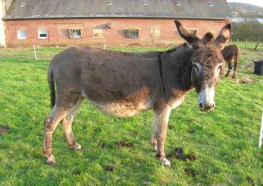 La Ferme des Anes