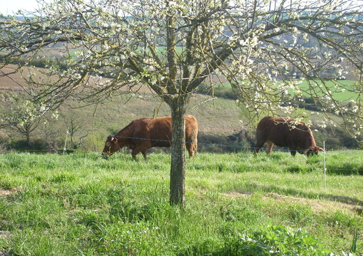 La Ferme en Coulon