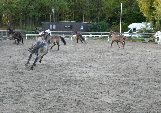 La Petite Cavalerie