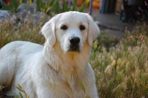 Le Mas de l'Orb - Elevage de Golden Retrievers