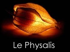 Le Physalis