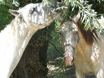 Le Ranch du Bel Air