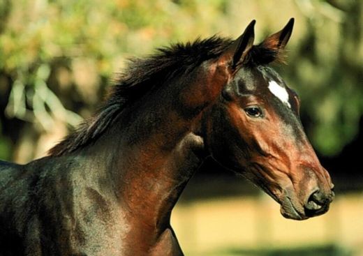 Le Ranch Du Grand Aigle