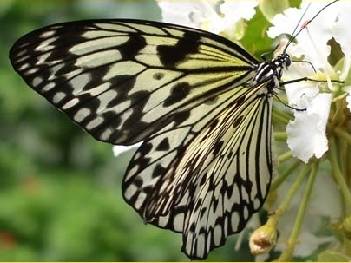 Le Tropique du Papillon