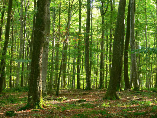 Le Vert Plateau - Bellenaves