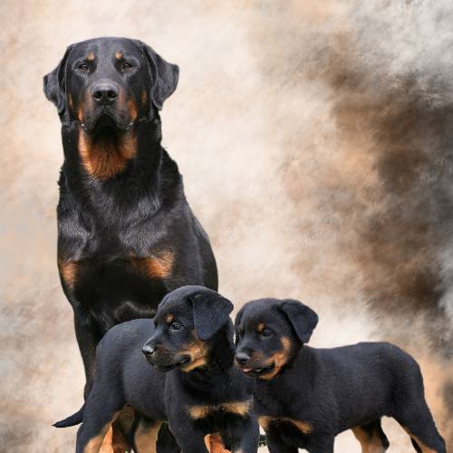 Les Beaucerons de Kalodé