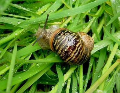 Les escargots du pré aux ânes