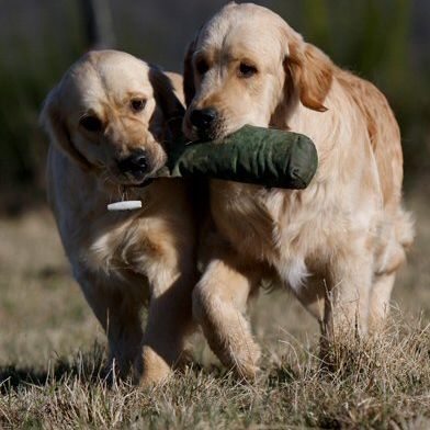 Les Goldens Retriever des Chemins Bleus du Paradis