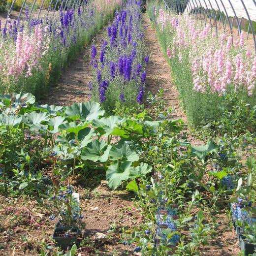 Les Jardins du Domaine de la Chaize