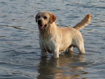 Les Labradors du Sable des Jhalles